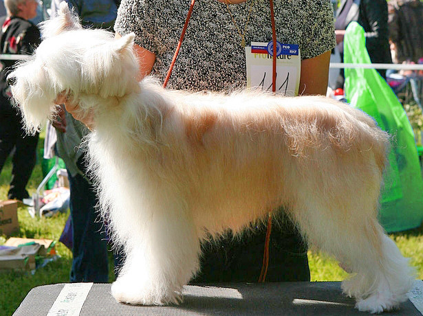 Китайская хохлатая собака.